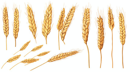 Outlined sketch of wheat spikelets with ears grains