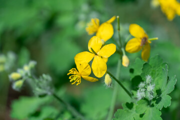 Close-up of yellow flower celandine grows in fields and meadows. Blooming medicinal chelidonium...