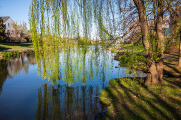 Weeping Willow tree with hanging green branches by still pond water and clear blue sky in a...