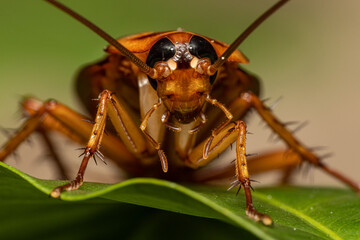 Up close of a Cockroach