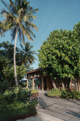 tropical garden with trees