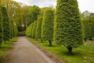 Hornbeam (Carpinus betulus) cut to shape