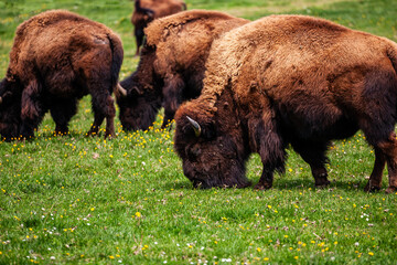 European bison Bison bonasus wile bovid bovine Europe