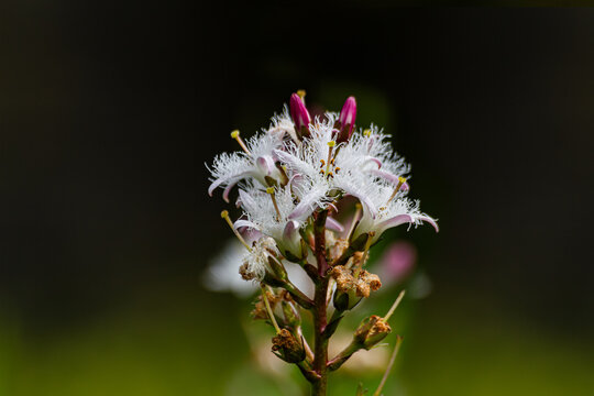 Flowering bog bean Menyanthes Trifoliata.