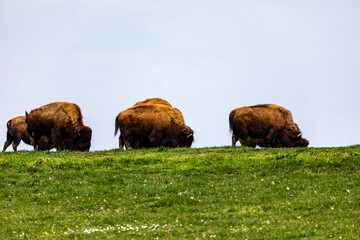 European bison Bison bonasus wile bovid bovine Europe