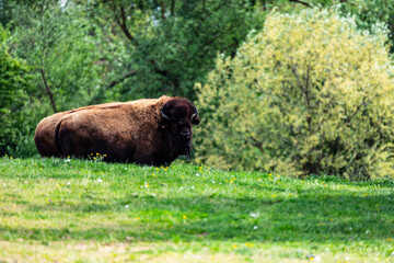 European bison Bison bonasus wile bovid bovine Europe