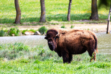 European bison Bison bonasus wile bovid bovine Europe