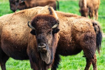 European bison Bison bonasus wile bovid bovine Europe