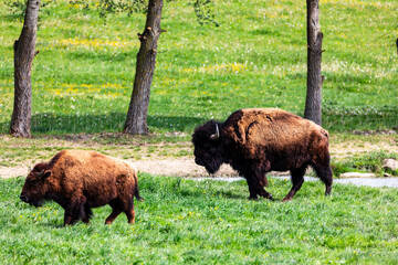 European bison Bison bonasus wile bovid bovine Europe