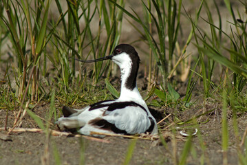 Avocette &eacute;l&eacute;gante, nid, Recurvirostra avosetta, Pied Avocet