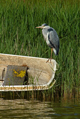 Héron cendré, Ardea cinerea, Grey Heron