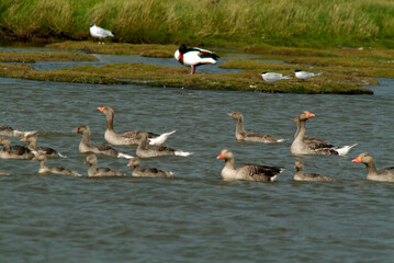 Obraz premium Oie cendrée, Anser anser, Greylag Goose, jeune, femelle