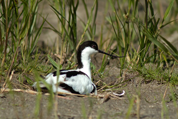 Avocette élégante, nid, Recurvirostra avosetta, Pied Avocet