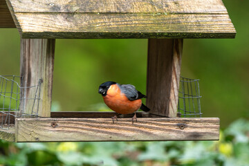 Bouvreuil pivoine,.Pyrrhula pyrrhula , Eurasian Bullfinch, Mâle