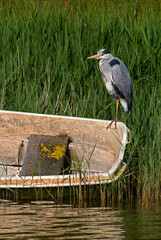 Héron cendré, Ardea cinerea, Grey Heron