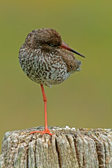 Chevalier gambette,.Tringa totanus, Common Redshank