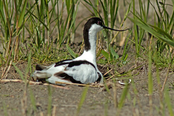 Avocette élégante, nid, Recurvirostra avosetta, Pied Avocet