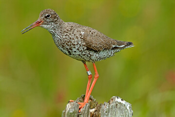 Chevalier gambette,.Tringa totanus, Common Redshank