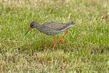 Chevalier gambette,.Tringa totanus, Common Redshank