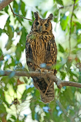 Hibou malgache,.Asio madagascariensis, Madagascar Owl, Madagascar