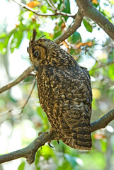 Hibou malgache,.Asio madagascariensis, Madagascar Owl, Madagascar