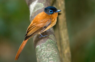 Gobe mouche de paradis de Madagascar, Tchitrec malgache,.Terpsiphone mutata, Malagasy Paradise Flycatcher, Madagascar