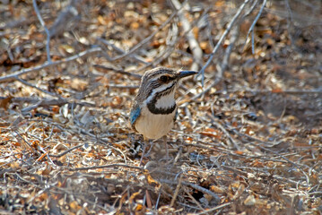 Rollier terrestre à longue queue, Brachyptérolle à longue queue,.Uratelornis chimaera, Long tailed Ground Roller, Madagascar