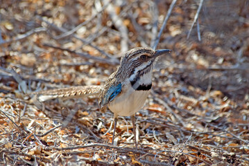 Rollier terrestre à longue queue, Brachyptérolle à longue queue,.Uratelornis chimaera, Long tailed Ground Roller, Madagascar