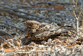 Engoulevent à nuque rousse,.Gactornis enarratus, Collared Nightjar, Madagascar,