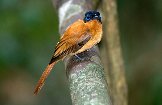 Gobe mouche de paradis de Madagascar, Tchitrec malgache,.Terpsiphone mutata, Malagasy Paradise Flycatcher, Madagascar