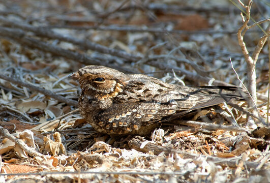 Engoulevent &agrave; nuque rousse,.Gactornis enarratus, Collared Nightjar, Madagascar,