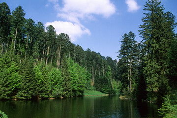Obraz premium Epicéa commun, Picea abies, site Natura 2000, Parc naturel régional des Ballons des Vosges, Belbriette, Vosges, 88, France