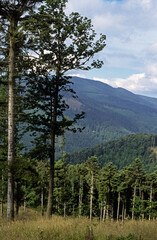 Sapin des Vosges, Parc Naturel Régional des Ballons des Vosges, Vosges, 88, région Grand Est, France
