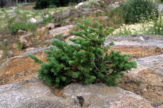 Pinus mugo, Pin de montagne