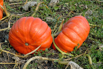 Cucurbita maxima 'Rouge vif d'Etampes', Potiron