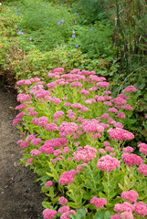 Sedum spectabile 'Brillant' , Sedum
