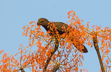 Perroquet noir, Coracopsis nigra, Lesser Vasa Parrot, Madagascar © JAG IMAGES