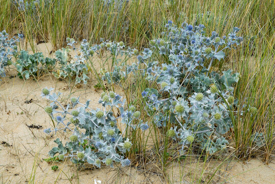 Panicaut maritime, chardon des dunes, chardon bleu, eryngium maritimum