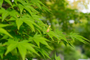 Close up green maple leaves on the maple tree in the park