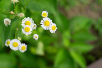 daisy flower bellis perennis. close-up flowers. yellow and white flowers with green field © willow flute