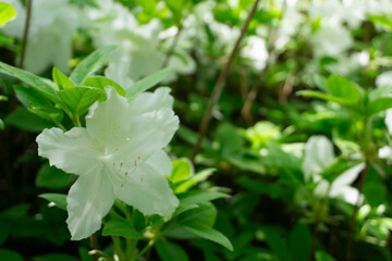 white Royal azalea flower and green leaves