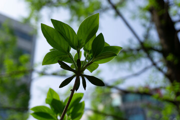 green leaves, Low angle, against sky