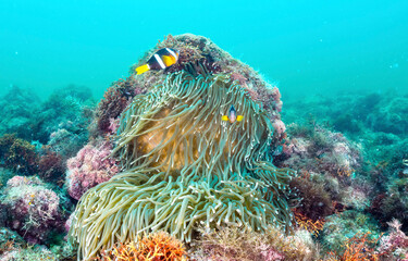 Underwater coral reef in sea