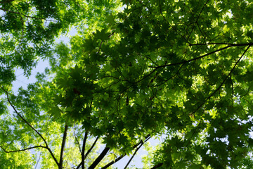 green maple leaves on the maple tree in the park