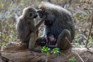 Baboons in the Lake Manyara National Park, Tanzania