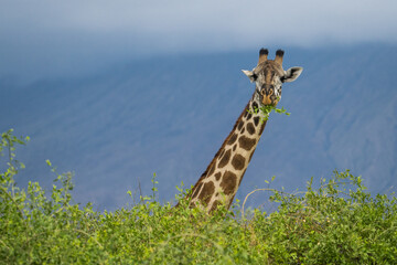 Giraffe at the Lake Natron, Tanzania
