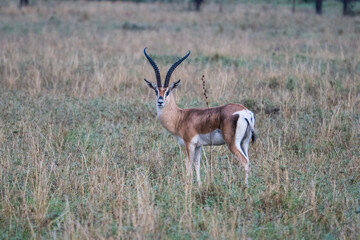 Grant's Gazelle in the Serengeti, Tanzania