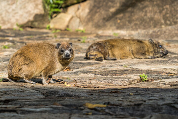 Rock hyrax in the Serengeti, Tanzania