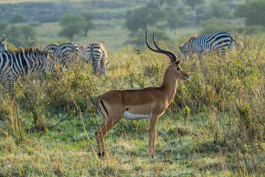 Impala in the Serengeti, Tanzania