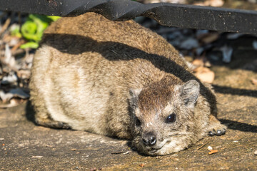 Rock hyrax in the Serengeti, Tanzania